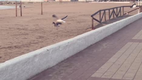 seagulls flying up from a promenade next to a tranquil beach