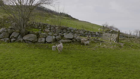 Sheep-with-cute-lambs-curiosly-watching-drone,-while-another-feeding-her-babies