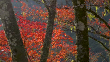 Medium shot over vibrant red maple leaves inside forest