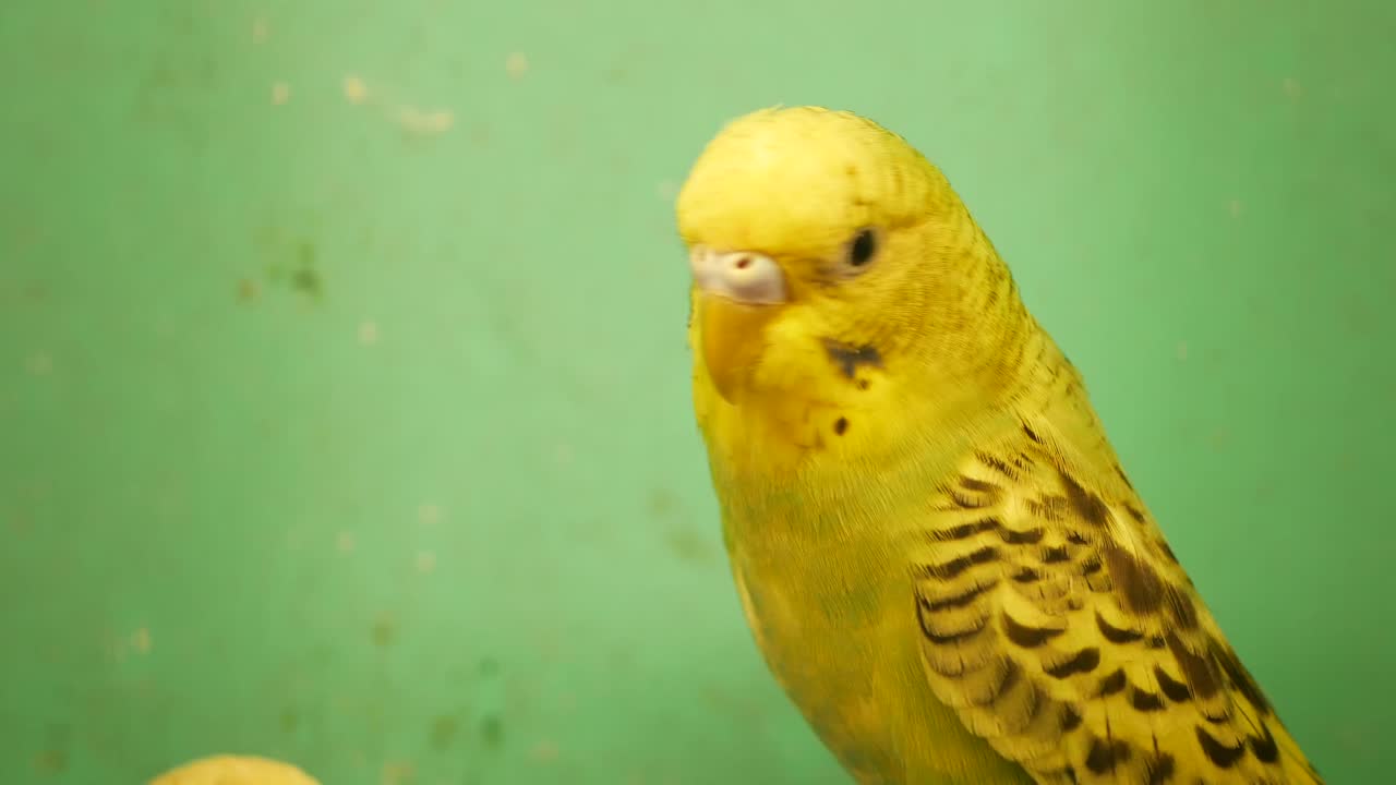 Primer plano de un periquito amarillo parpadeando sobre un fondo verde