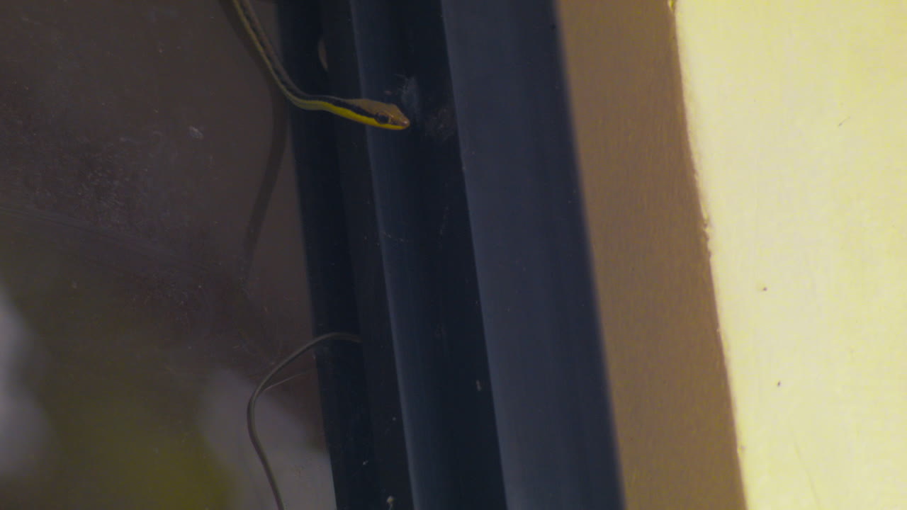A Daudin's bronze back tree-snake aka Dendrelaphis tristis climbs a window