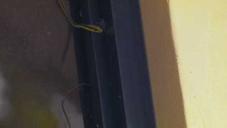 una serpiente arbórea con espalda de bronce de daudin, también conocida como dendrelaphis tristis, trepa por una ventana