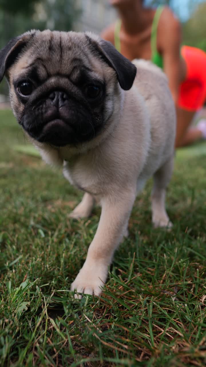 un cachorro de pug en un parque con una mujer haciendo yoga