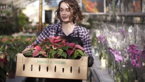 Lächelnde-Gärtnerin-In-Kariertem-Hemd-Und-Schwarzer-Schürze,-Die-Eine-Kartonschachtel-Mit-Rosa-Blumenpflanzen-Trägt,-Während-Sie-Zwischen-Erhöhten-Blumen-In-Einer-Reihe-Von-Gewächshäusern-Im-Innenbereich-Spazieren-Geht-Und-Sie-Auf-Einen-Tisch-Legt