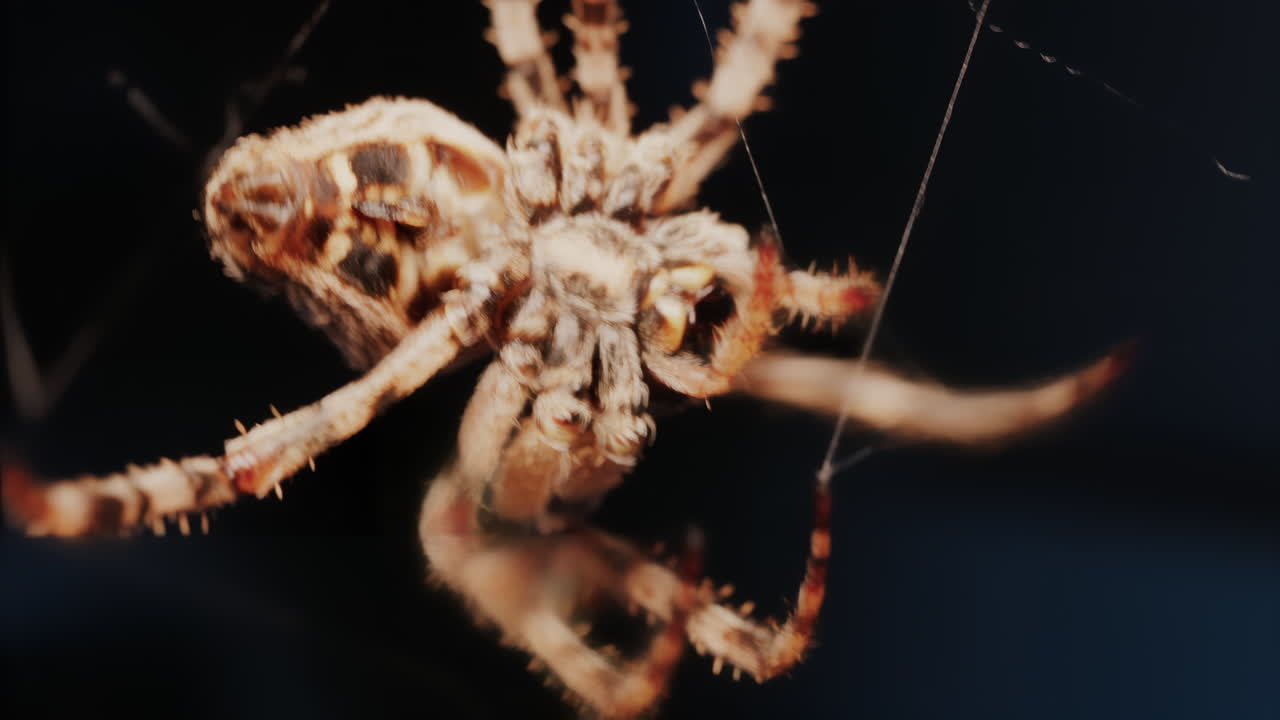 Close up of a spider sitting in its web, showing intricate details of its body and fine silk threads