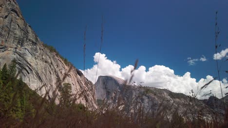 Static-shot-of-Half-Dome-with-wild-grass-swaying-in-the-wind-in-foreground