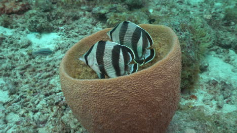 un par de peces mariposa con bandas flotando uno al lado del otro dentro de una esponja de barril marrón en medio de un arrecife del caribe