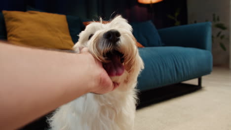 a human hand petting a happy white fluffy dog