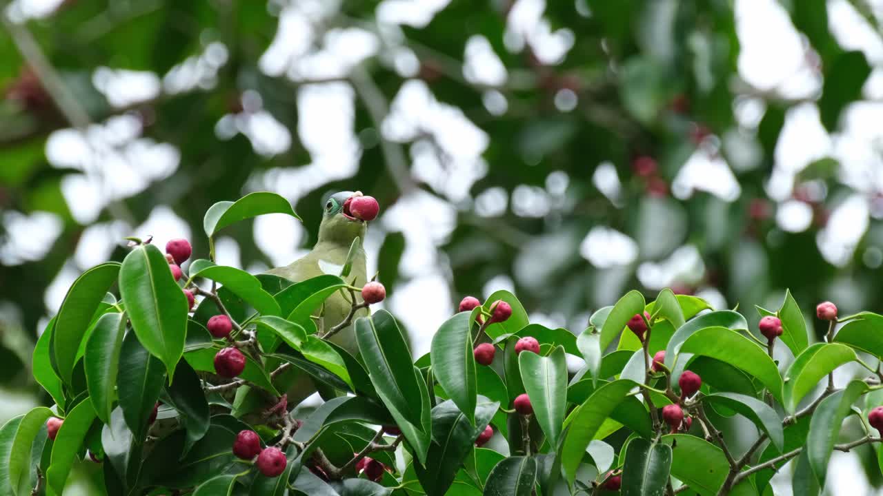 입에 열매를 가지고 멀리 보이는, 두꺼운 수염 녹색 비둘기 트레론 커비로스트라, 태국