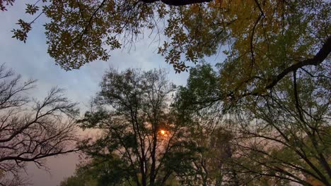 un dron flota justo debajo del dosel de los árboles de finales de otoño durante una puesta de sol inusual