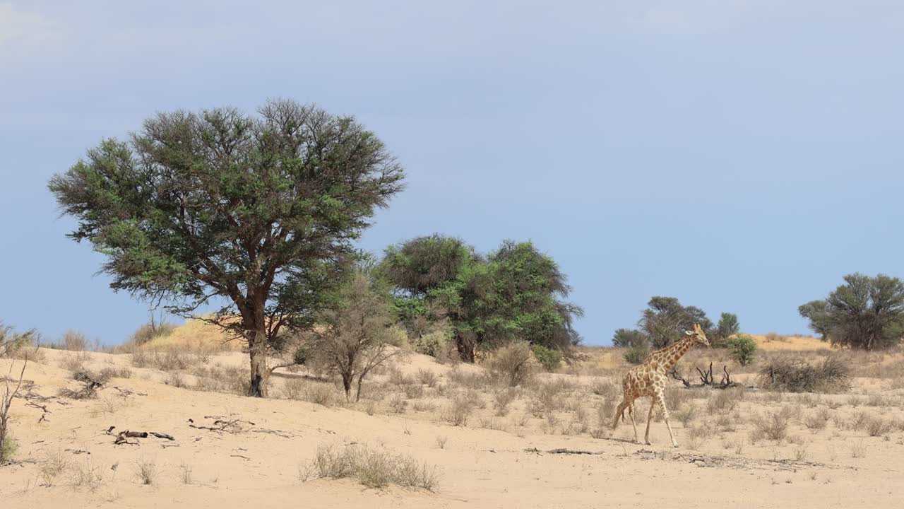 Wide shot of a giraffe walking down a sandy hill past a green tree, Kgalagadi Transfrontier Park