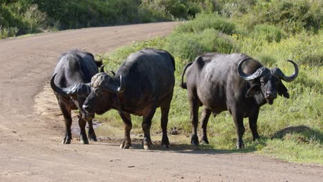 cámara lenta de tres búfalos africanos del cabo parados en la carretera en el parque nacional kruger, sudáfrica