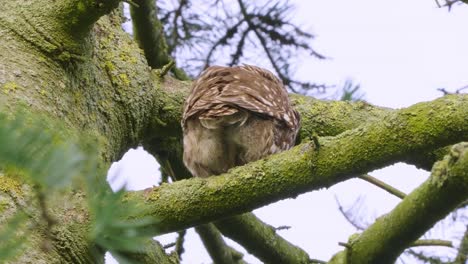 A little Owl sitting in a tree, taking a shit and looking into the camera, funny pooping owl flies away