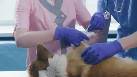 veterinarian team bandages the paw of a sick corgi dog