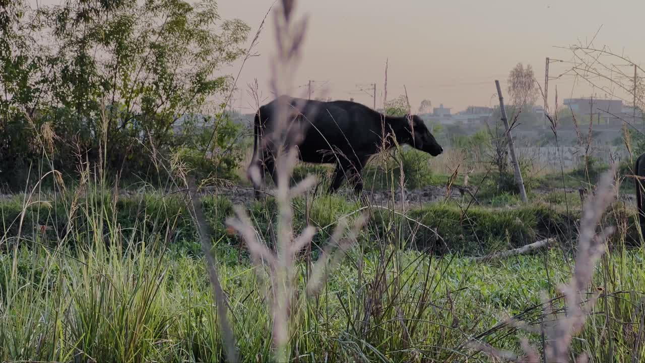 static shot of a black buffalo walking through a lush green field, surrounded by tall grasses and trees