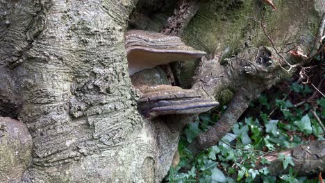 Alter-Baum-Auf-Einem-Sehr-Alten-Friedhof-In-Waterford,-Irland-An-Einem-Frühlingsnachmittag