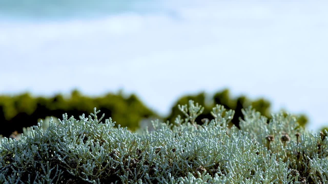 은 하늘 아래 덤불을 부드럽게 흔들고 있는 바람의 조용한 장면, 오스트레일리아 멜버른에서 촬영