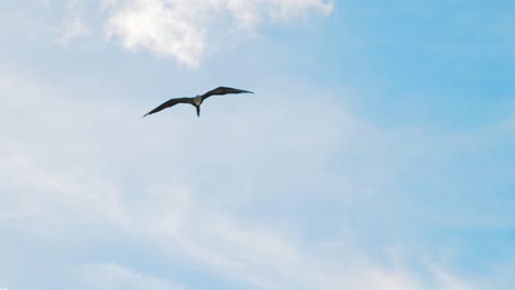 Silueta-Fragata-Pájaro-Volando-A-Través-Del-Sol-A-Través-De-Un-Cielo-Azul-Brillante