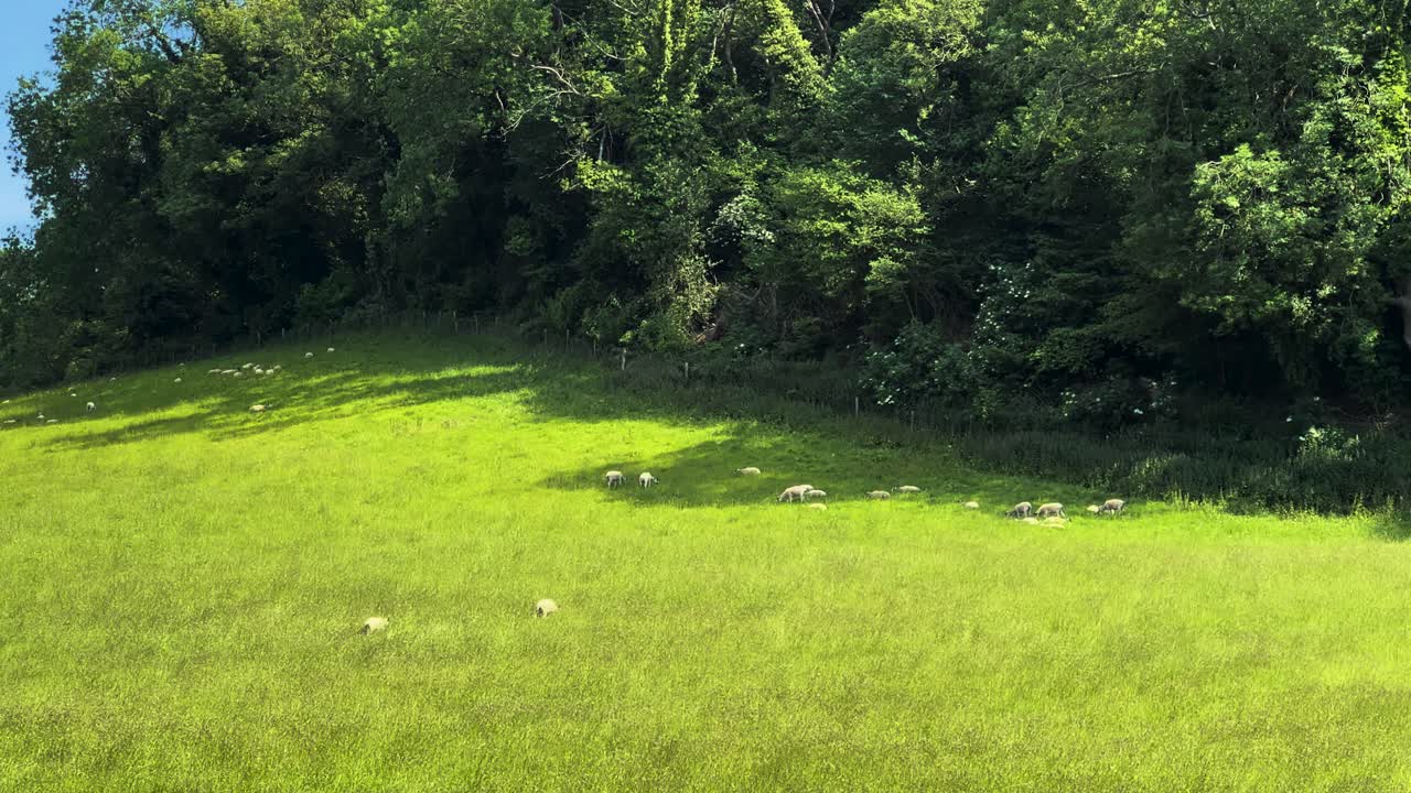 Herd of Sheep Grazing Green Field