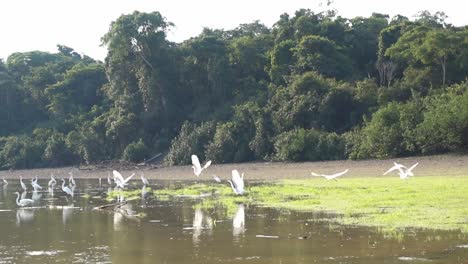 a small river, with gras and forest in the background. some white birds standing and flying. in the amazon