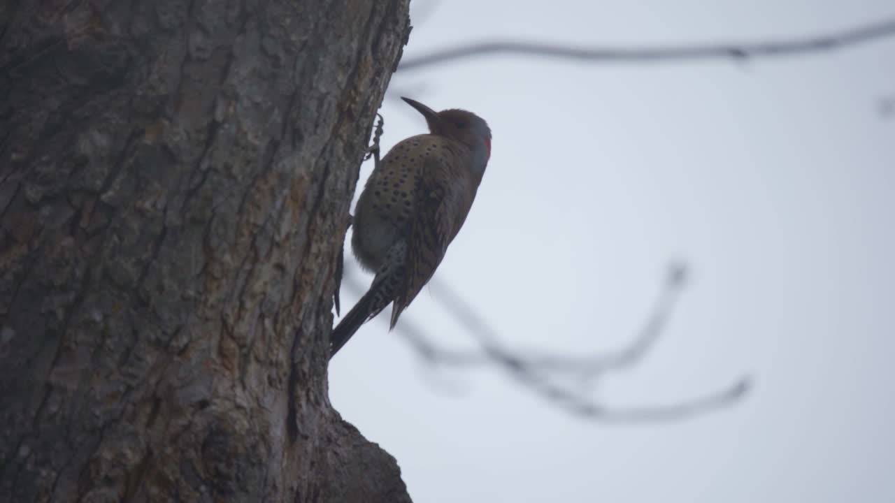 primer plano de un parpadeo del norte caminando por un árbol, especie de pájaro carpintero pájaro de américa del norte