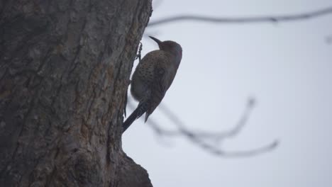 closeup shot of a northern flicker walking up a tree, woodpecker species bird of north america