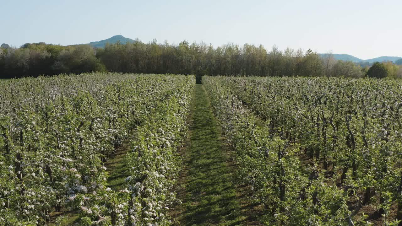 subida de un dron - toma aérea de una flor de manzana blanca y soleada en un campo grande con montañas en el fondo 30p