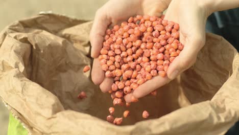 hands of farmer with sacks of corn grains. red corn grains in the woman hands