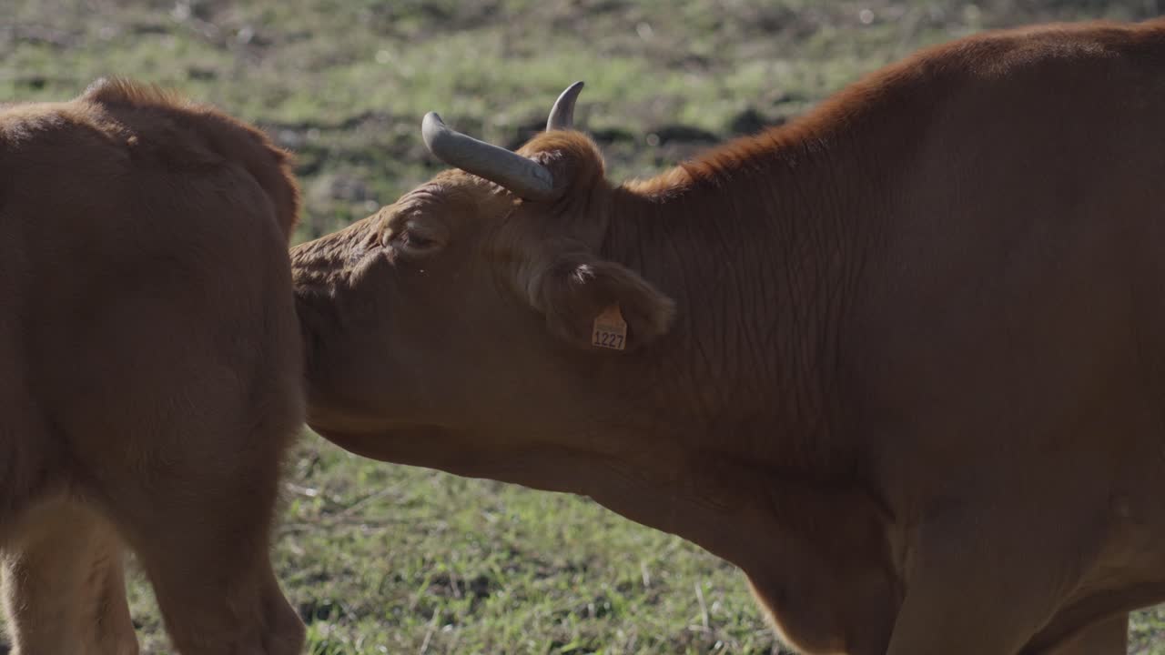 Mucca adulta che lecca il giovane vitello mentre si trova in un pascolo rurale.