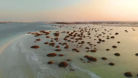 mangrove shrubs grow out of sandy ocean bank drone aerial crane down sunset