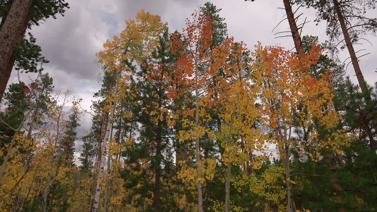 Leaves On The Trees Swaying In The Autumn Forest - Zoom Out