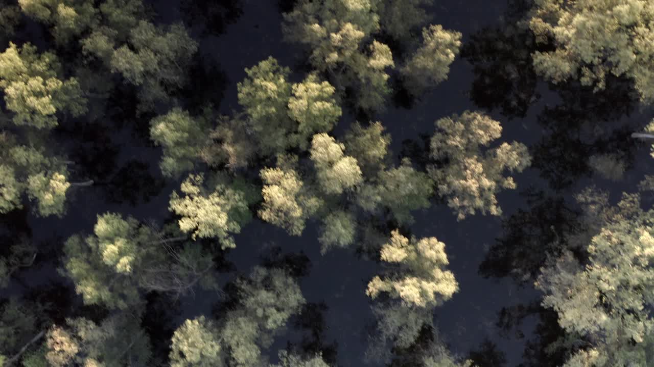 Flooded Forest aerial view