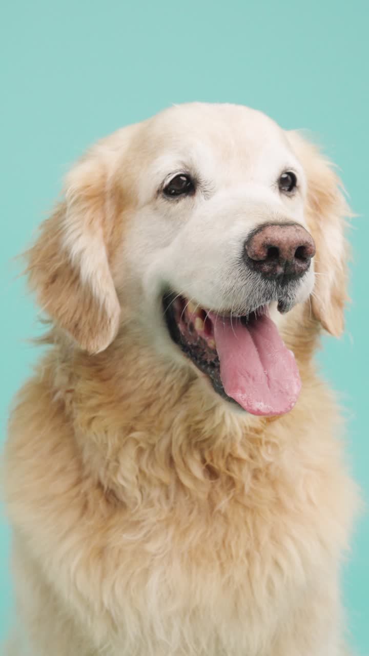 retrato de golden retriever