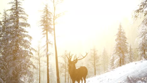 Orgulloso-Macho-De-Ciervo-Noble-En-El-Bosque-De-Nieve-De-Invierno