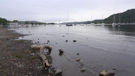 tiny waves gently ripple across the pebble beach and driftwood on the shore of lake windermere in the lake district, cumbria, england