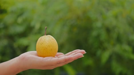 fresh ripe pear on the palm of hand