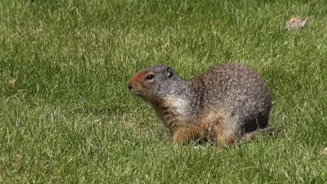 Gopher-Macht-Gopher-Sachen