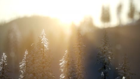 splendid christmas scene in the mountain forest. colorful winter sunrise