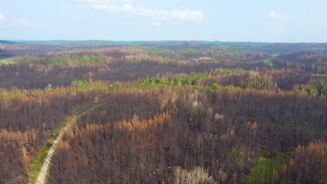 aerial establishing shot of vast burnt area of pine tree forest, toronto, canada