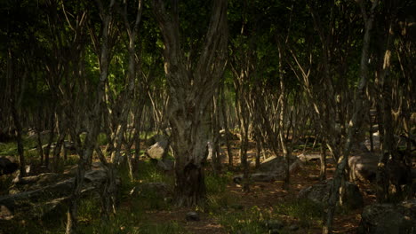 Hermoso-Bosque-De-Verano-Con-Diferentes-árboles