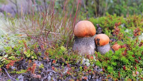 beautiful boletus edulis mushroom in arctic tundra moss. white mushroom in beautiful nature norway natural landscape. mushrooms season.