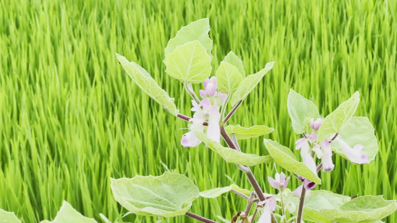 Plant with flowers in green field