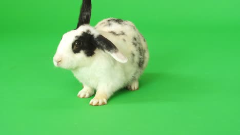 black and white rabbit on green screen