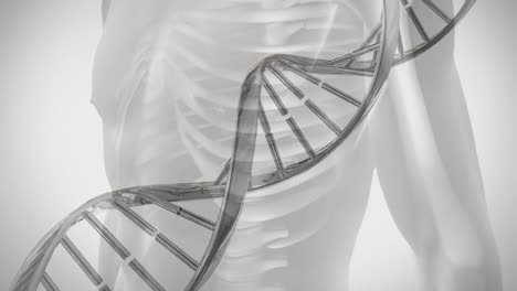 Animation-Eines-3D-DNA-Strangs,-Der-Sich-über-Den-Mittelteil-Des-Menschlichen-Körpers-Dreht