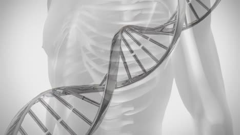 animación de una hebra de adn 3d que gira sobre la sección media del cuerpo humano