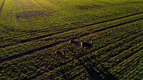 Luftaufnahme-Von-Drei-Hirschen-Auf-Einer-Grünen-Wiese-An-Einem-Sonnigen-Abend---Zeitlupe