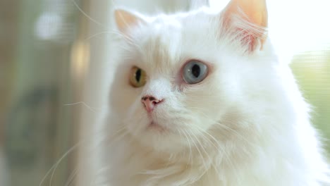 Gato-Doméstico-Con-Heterocromía-Completa.-Un-Gato-Blanco-Con-Ojos-De-Diferentes-Colores-Está-Sentado-Junto-A-La-Ventana.