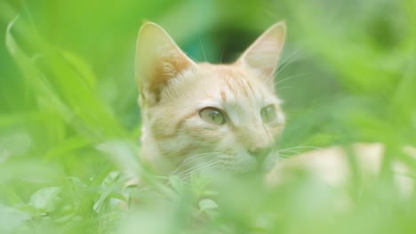 handsome male marmalade tabby cat looking straight then turning away slow motion