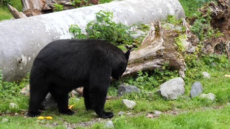 big american black bear  in alaska