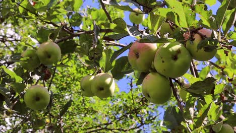 close up of pink and green antonovka apples hanging in a leafy tree on a sunny summer day